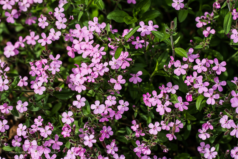 Saponaria ocymoïdes Saponaria-ocymoides-130610-20rm