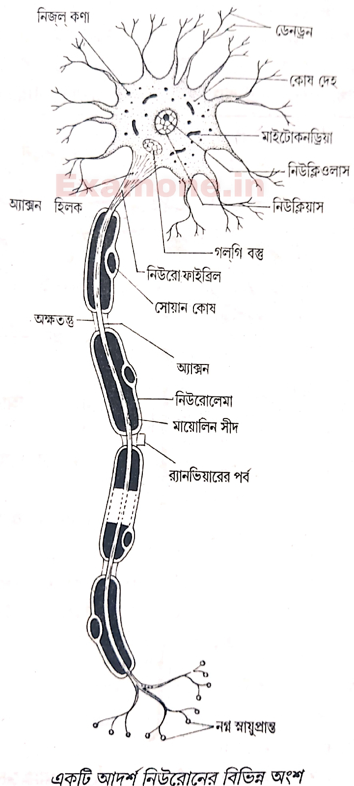 একটি আদর্শ নিউরনের চিত্র