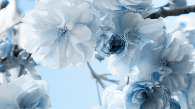 Cover photo
