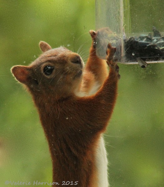 Red-Squirrel-1