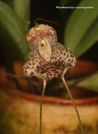 Masdevallia harlequina IMG_0654b%2520%2528Medium%2529