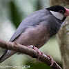 Java Sparrow