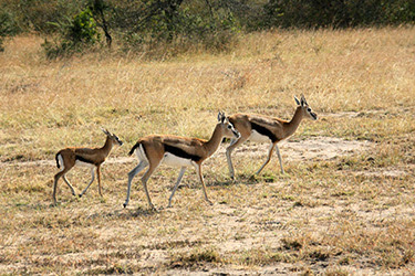 MASAI MARA, SAFARI EN GLOBO - KENIA, TANZANIA Y ZANZÍBAR: EL SAFARI PERFECTO (28)