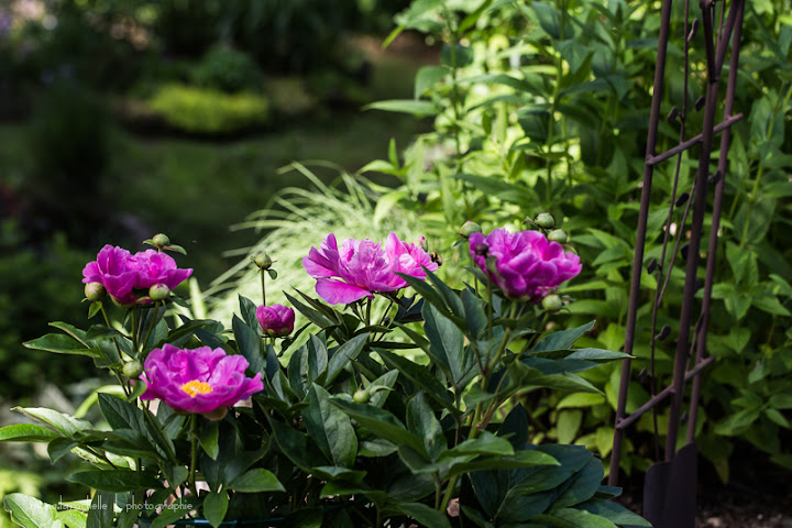 Paeonia Terrific Gal Paeonia-terrific-gal-130621-20rm