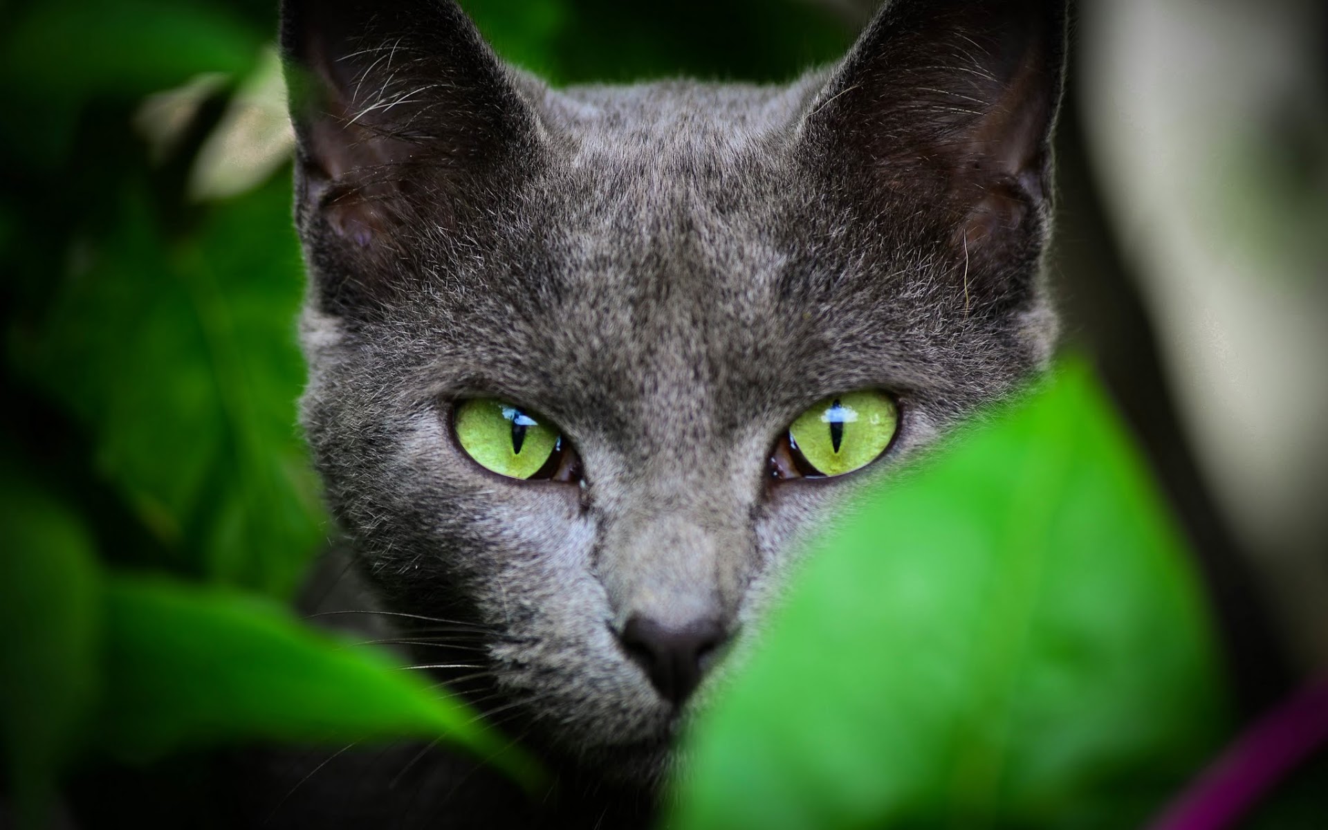 Фото Черных Кошек С Зелеными