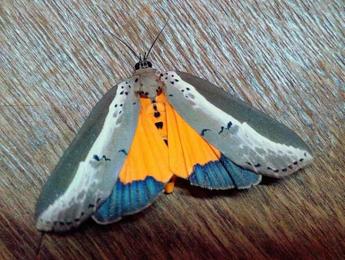 الفراشة مزيلة أوراق ألانثوس. Ailanthus defoliator moth (Eligma narcissus)