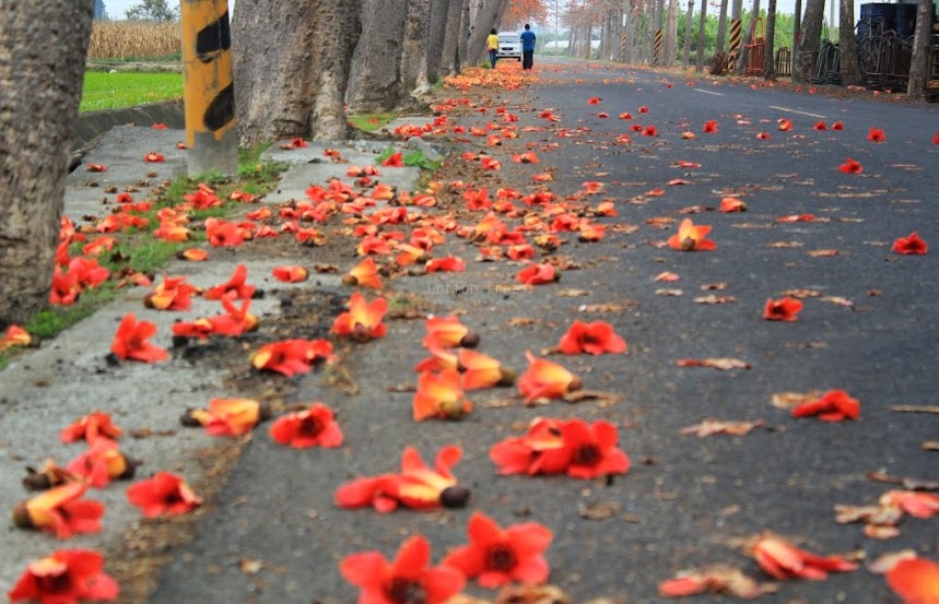 台南將軍木棉花-7