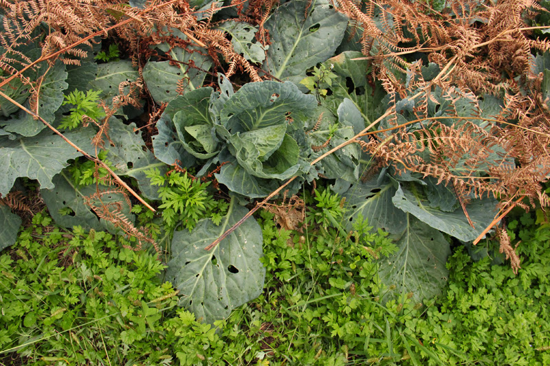 44_Aspet_Potager_Choux_haut