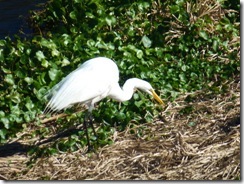 Egret