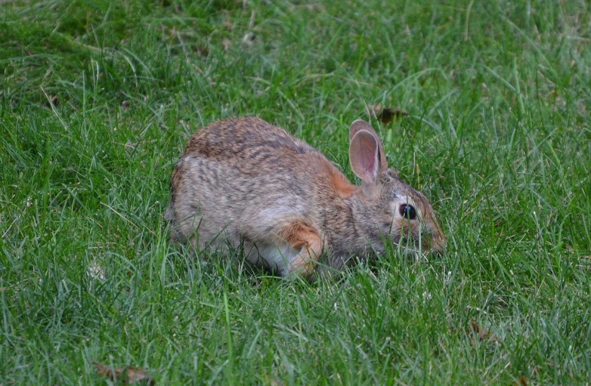 Eastern cottontail rabbit