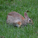 Eastern cottontail rabbit