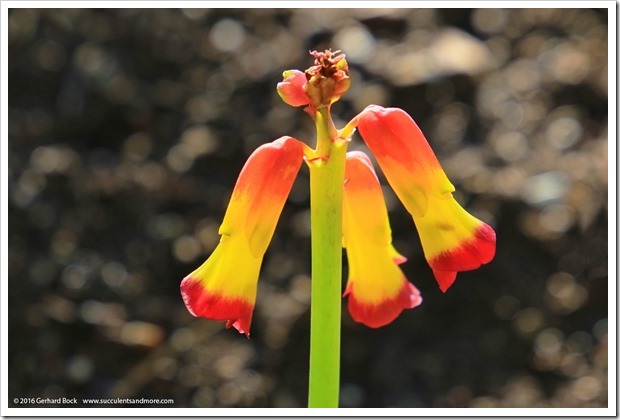 160223_Lachenalia-aloides-var-quadricolor_005