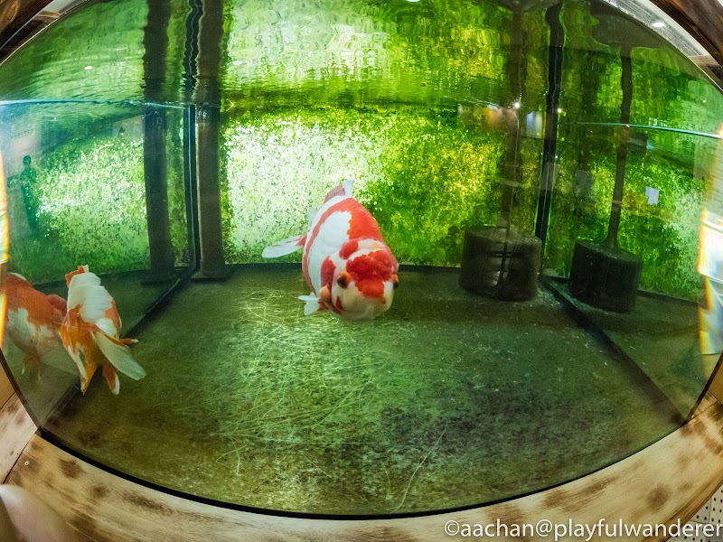 いなわしろカワセミ水族館 ogununuma (1 - 33).jpg