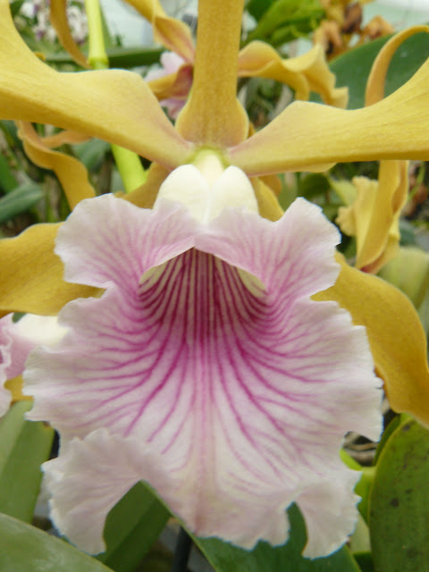 Cattleya (laelia) grandis P1030306