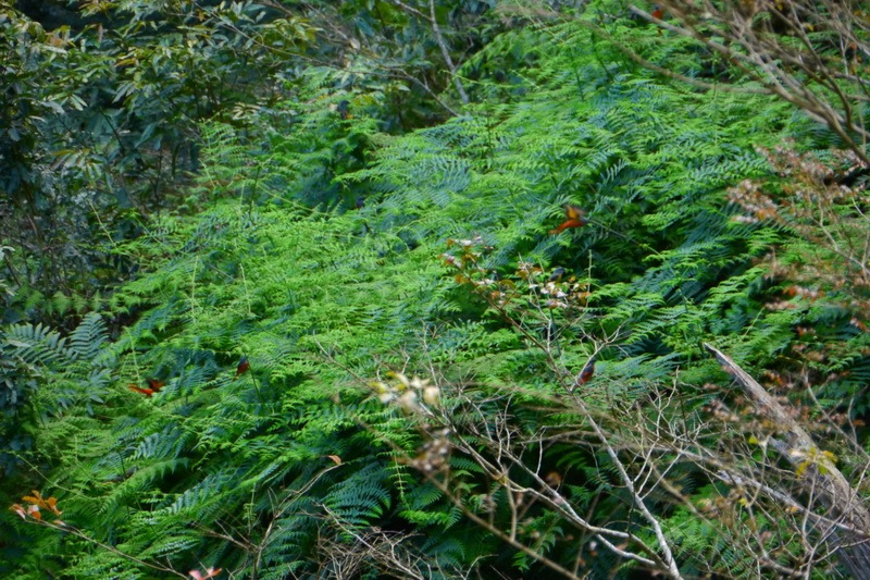 2014_0101-0105 萬山神石、萬山岩雕順訪萬頭蘭山_0514