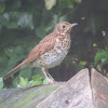 SongThrush