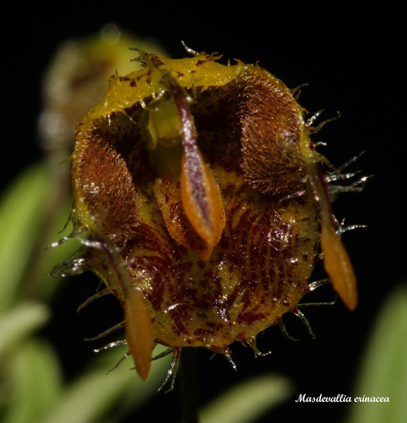 Diodonopsis (Masdevallia) erinacea IMG_8216b%2B%2528Large%2529