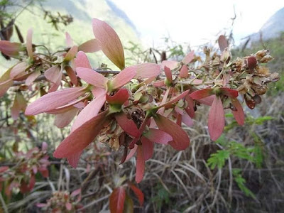 As a folk medicine, its leaves and bark, which are hot, acrid, bitter, insecticidal and vulnerary, are used (leaf paste) to treat skin diseases, to heal wounds, biliousness, Ulcers, and to treat cough (bark decoction), asthma and leprosy. Bark powder with honey is also useful in treatment of diabetes.