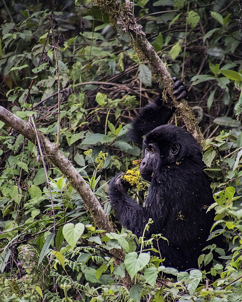 Gorillino di montagna a Bwindi di Nefti-Monica