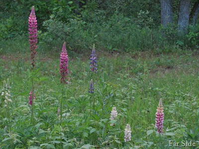 Lupines 2010