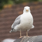 Herring Gull