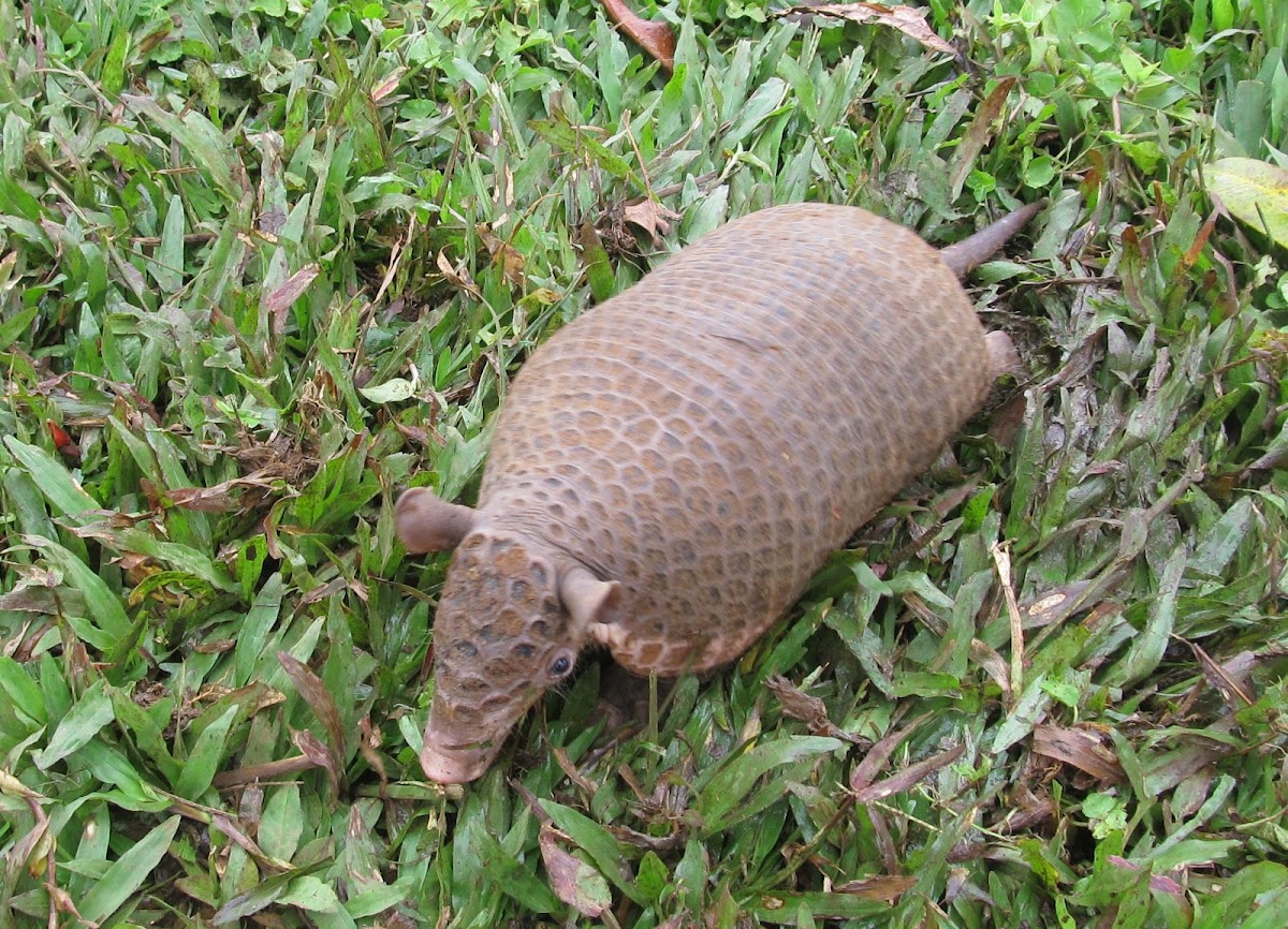 Southern Naked-tailed Armadillo