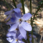 Spotted Sun Orchid (Thelymitra ixioides) on the Subline Point Trail (318110)