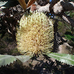 Old man Banksia (Banksia serrata) (102508)