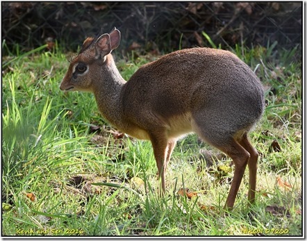 Chester Zoo - October