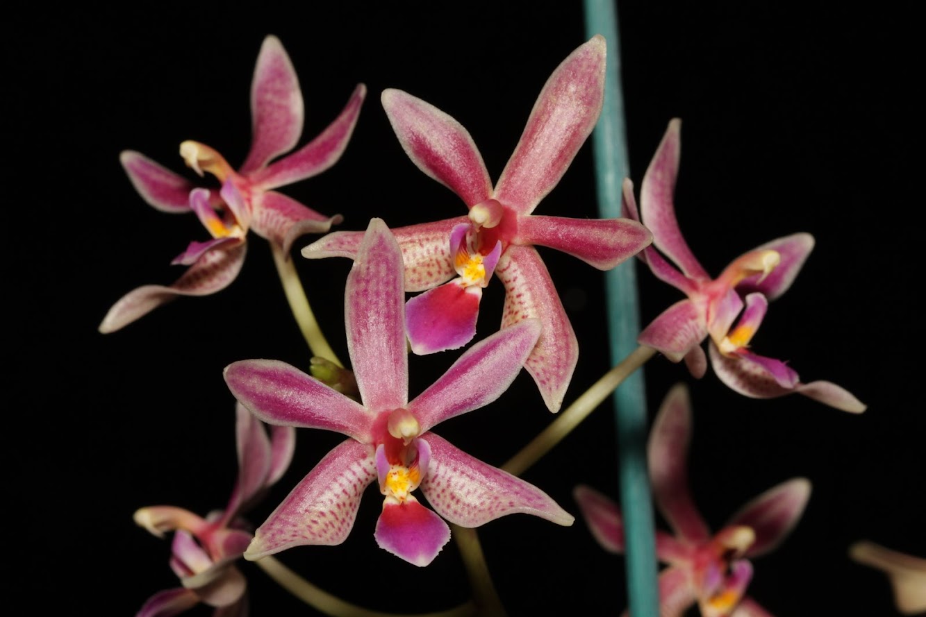 Phalaenopsis Linda Cheok (mannii x equestris) IMG_2810