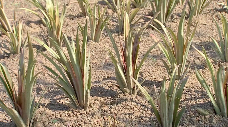 Em Rosário Oeste, produtores reservam espaço que antes era da soja para o cultivo de abacaxi