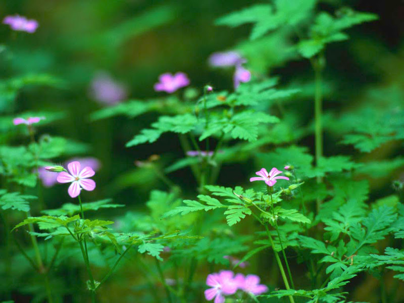 Forest Flowers, Beautiful Places 1