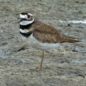 Killdeer