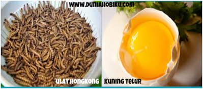 Gambar Umpan Ulat Hongkong dan Telur