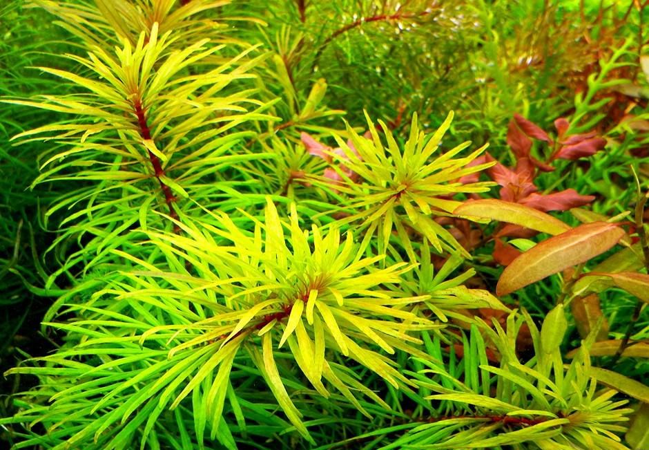 Людвигия наклоняющаяся (Ludwigia inclinata)