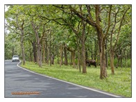 _P6A4841_www.keralapix.com_Mudumalai Bandipur Forest Road