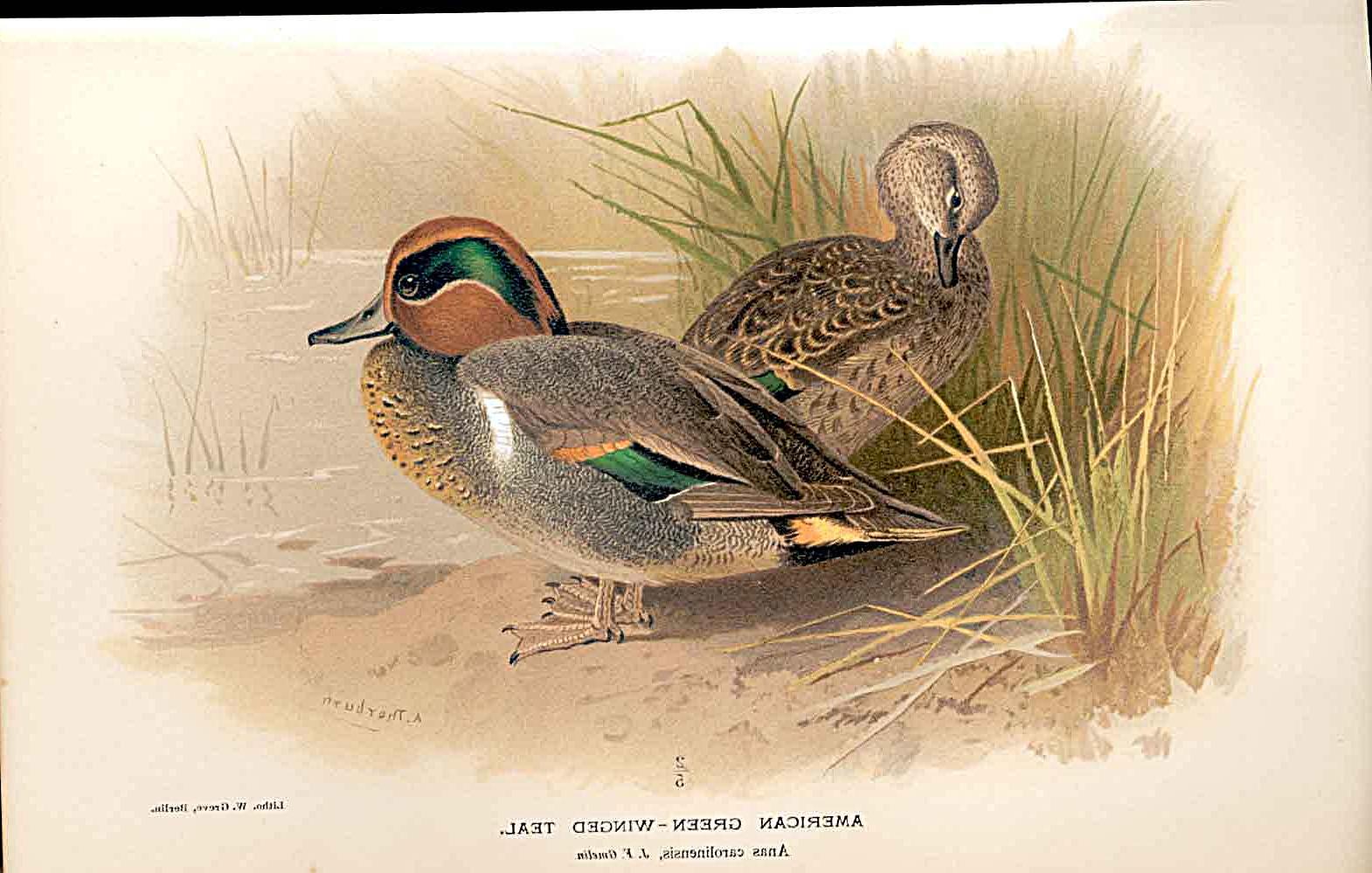 American Green Winged Teal By