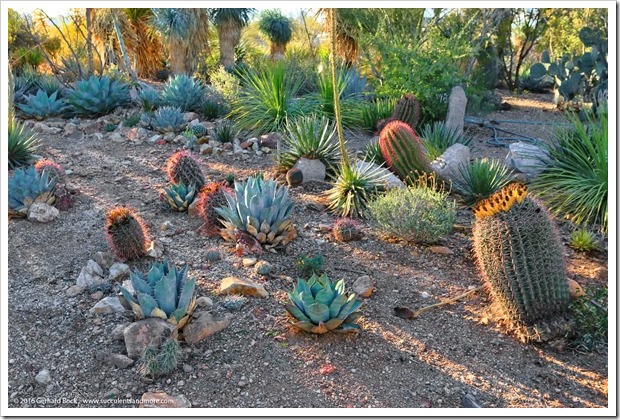 12/29/15: Another visit with agave expert Greg Starr at his Tucson nursery