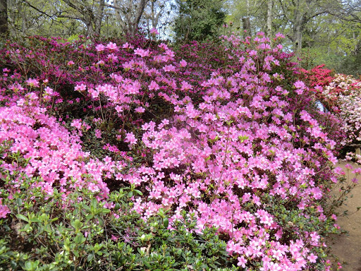 CIMG4104 Azaleas by Small Stream, Isabella Plantation