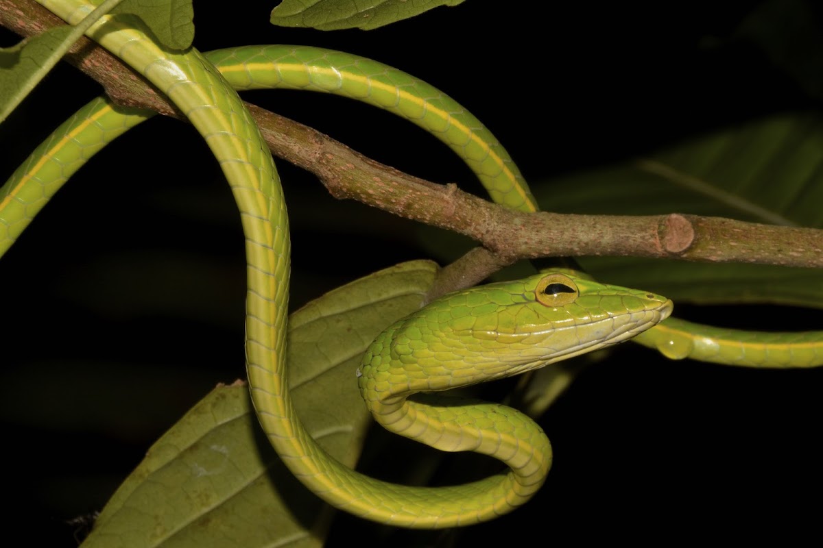 Oriental Whip Snake