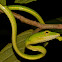 Oriental Whip Snake