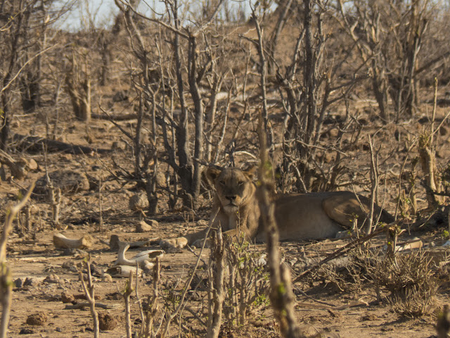 Botswana et Zimbabwe en octobre BotsZim_Oct2015_511