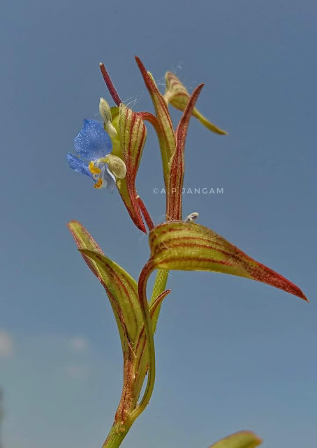 Commelina youngii Nandikar Commelinaceae Badami,Karnataka India