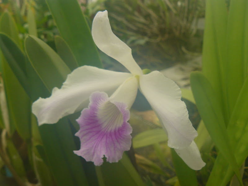 Cattleya (Laelia) purpurata f. russelliana P1050668