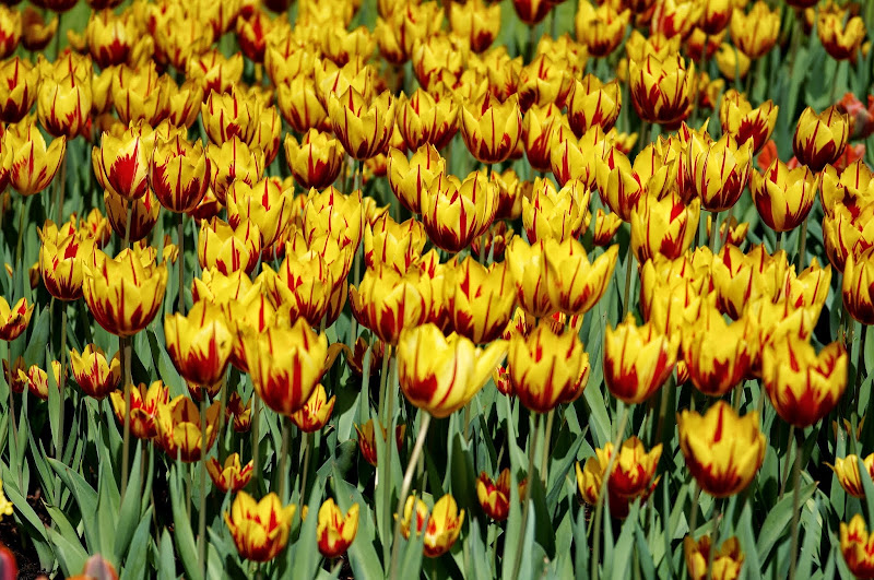 Tulip kuning