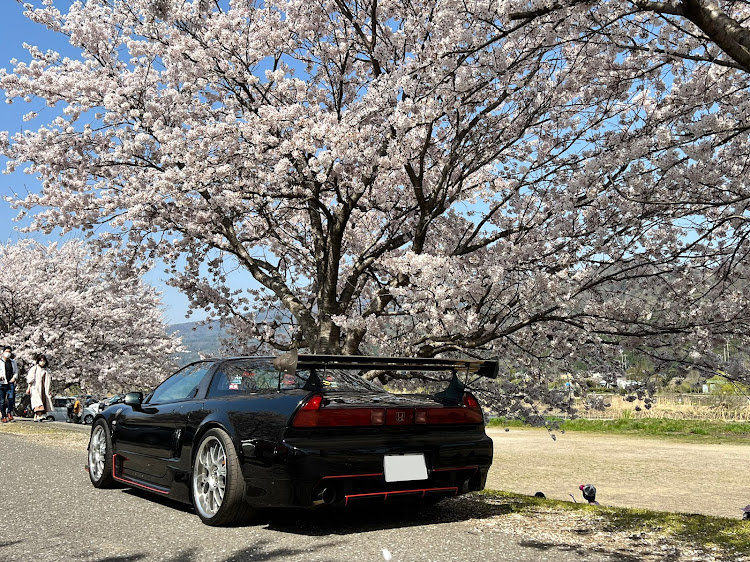 NSXの桜とコラボ🌸・NA1・NSX・海津大崎に関するカスタム事例の投稿画像2枚目