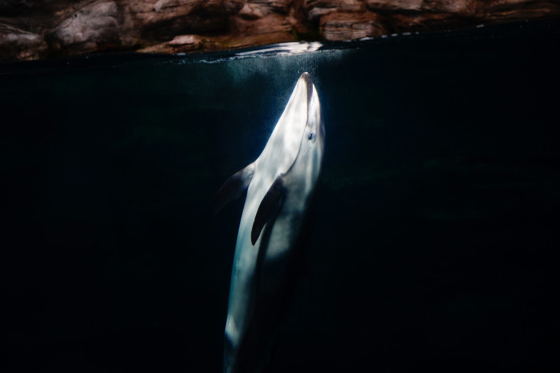 osaka aquarium kaiyukan