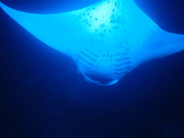  Manta Ray Dive