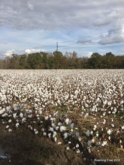 Cotton ready to be picked