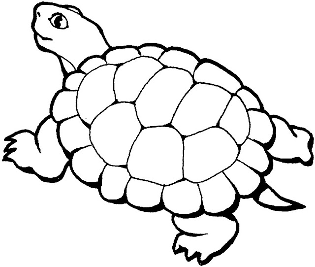 Coloriage tortue